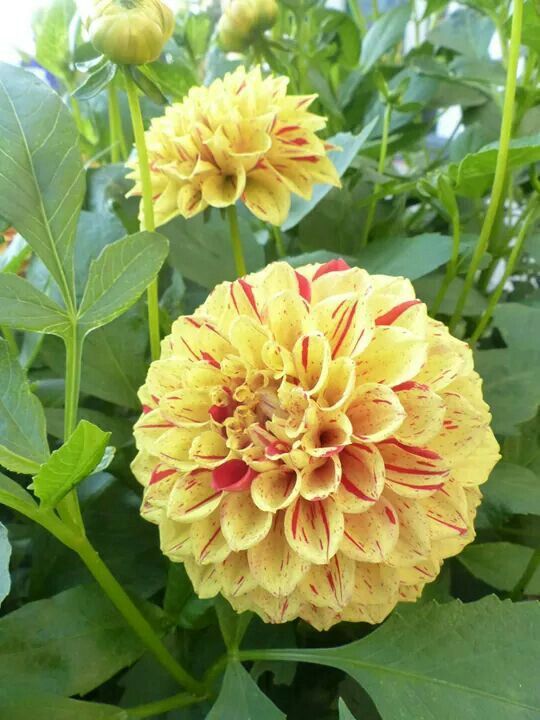 Formal Decorative Dahlia Michael J