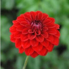 Miniature, Formal Decorative Dahlia 'Milo'