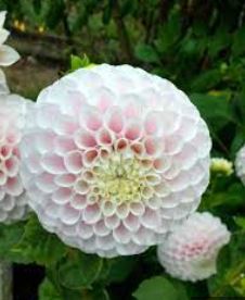 Decorative Dahlia Pearl Diver 