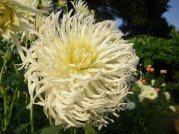 Cactus Dahlia Snoho Storm