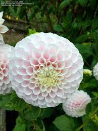 Decorative Dahlia Abridge Ben