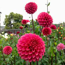 Decorative Dahlia Amgard Rosie