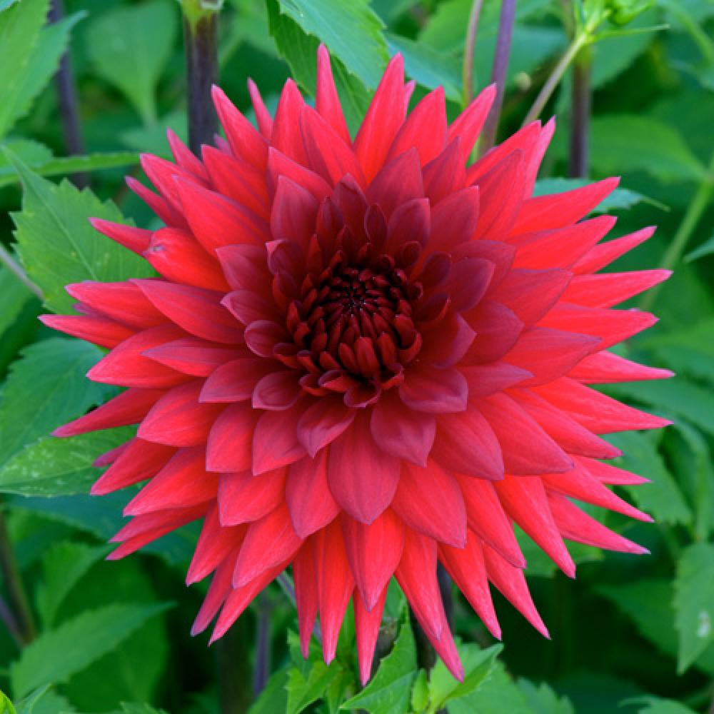 Cactus Dahlia Arthur Lashlie