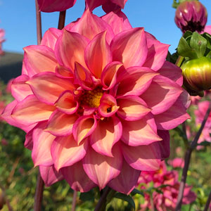 Semi-Cactus Dahlia Bournemouth Belle