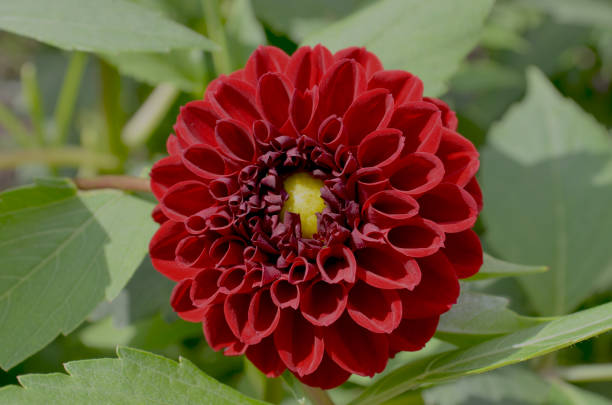 Miniature Ball Dahlia Brookfield Deidre