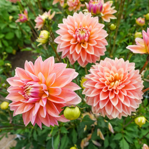 Miniature Decorative Dahlia Bud Flanagan