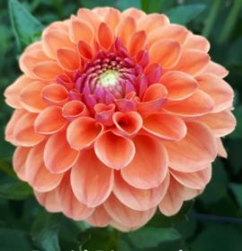 Formal Decorative Dahlia David Digweed