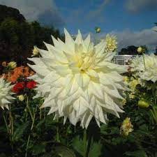 Semi-Cactus Dahlia, Dinner Plate Dahlia Inca Dambuster