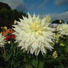 Semi-Cactus Dahlia, Dinner Plate Dahlia 'Inca Dambuster'