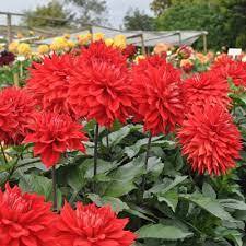 Informal Decorative Dahlia 'Kenora Ontario'