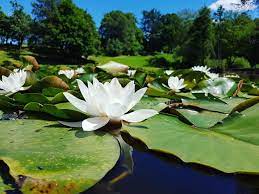 Waterlily Dahlia Cottesmore