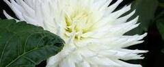 Semi-Cactus Dahlia, Dinner Plate Dahlia 'Kenora Clyde'