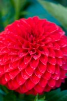 Decorative Dahlia Marion Storer