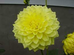 Formal Decorative Dahlia Mascot Maya