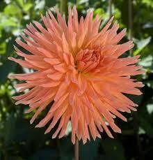 Semi-Cactus Dahlia 'Hollyhill Chloe'