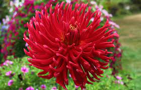 Incurving Cactus Dahlia Hollyhill Dr. Rick
