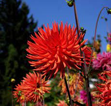 Cactus Dahlia Hollyhill Jeanette