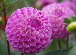 Miniature Ball Dahlia Hollyhill Liz