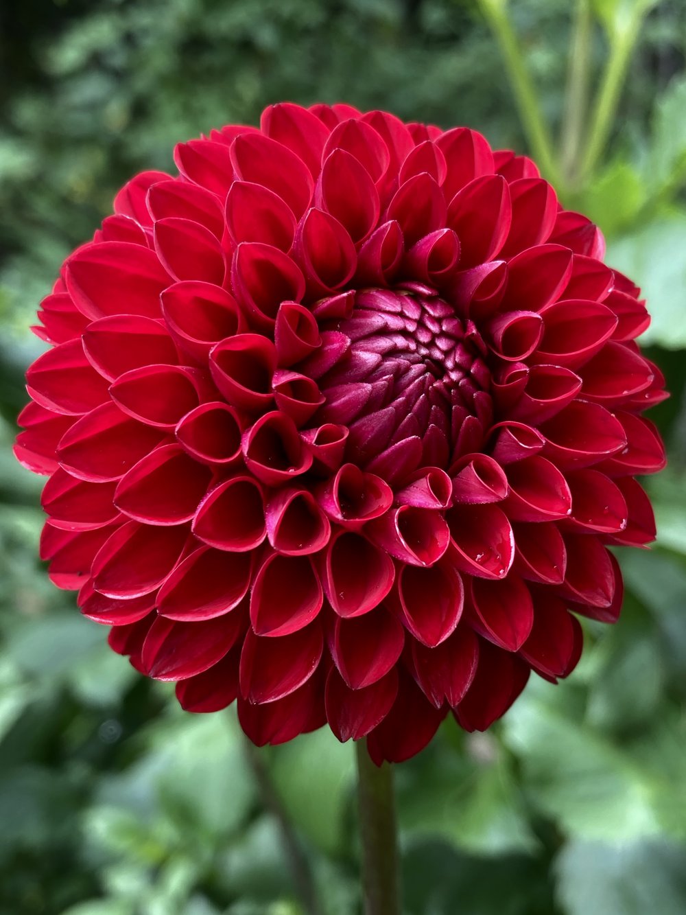 Formal Decorative Dahlia Hollyhill Loverboy