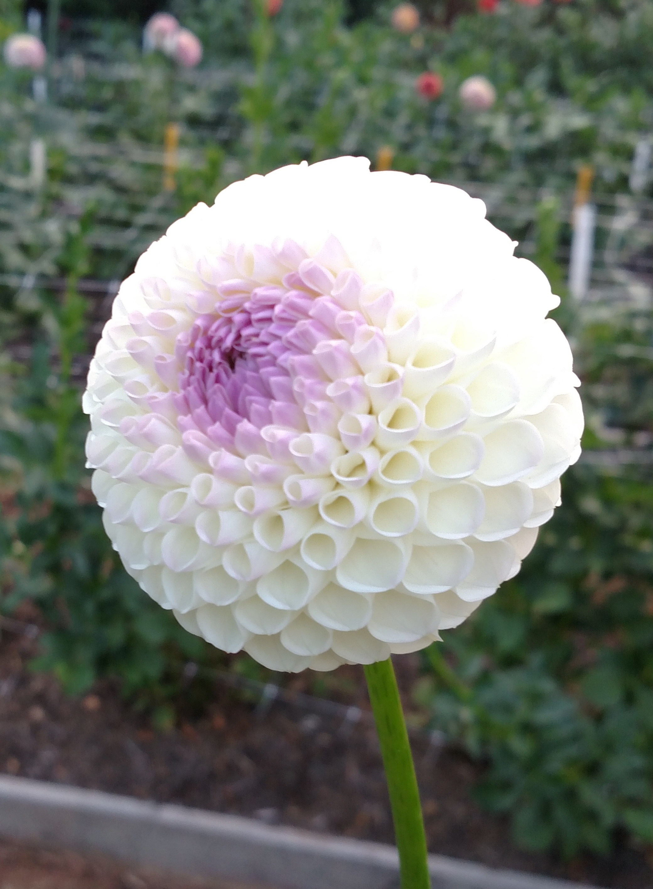 Miniature Ball Dahlia Hollyhill Miss White
