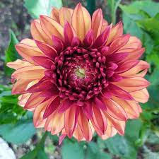 Cactus Dahlia Aldous Huxley