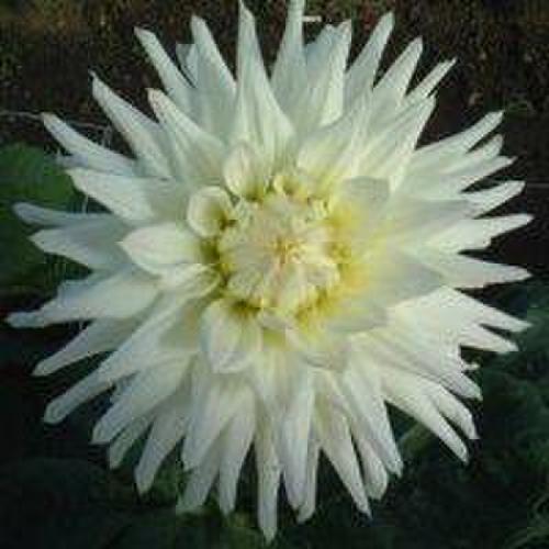 Semi-Cactus Dahlia Allan Snowfire