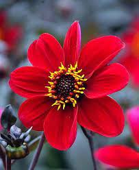 Single Dahlia Alley Rose