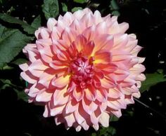 Informal Decorative Dahlia, Dinner Plate Dahlia 'Thelma Clements'