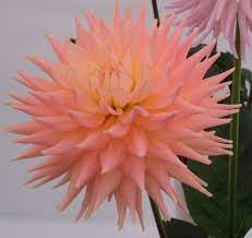 Semi-Cactus Dahlia Jackie Magson