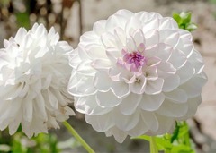 Miniature, Formal Decorative Dahlia 'Julia Marguerite'