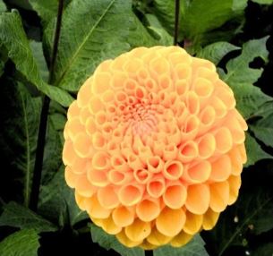 Heirloom Dahlia, Miniature Ball Dahlia Vazon Bay