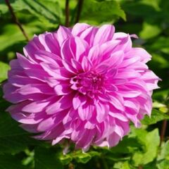 Semi-Cactus Dahlia 'Violet Davies'