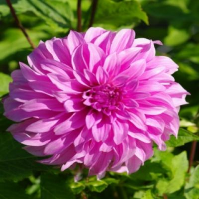 Semi-Cactus Dahlia Violet Davies