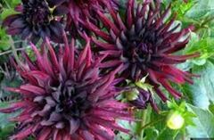 Heirloom Dahlia, Fimbriated-Laciniated Dahlia 'Ike'
