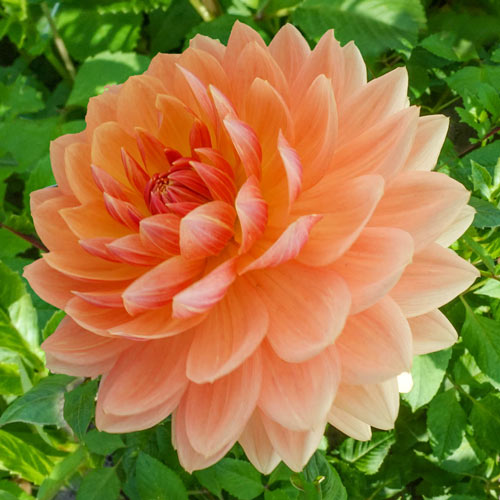 Decorative Dahlia Ausone