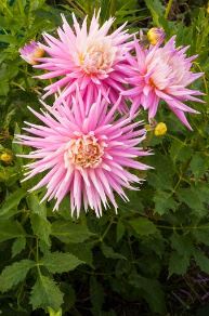 Semi-Cactus Dahlia, Dinner Plate Dahlia Captain Bruce Bairnsfather