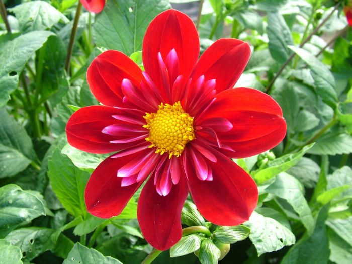 Collerette Dahlia Cascade Ken