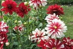 Miscellaneous Flowered Dahlia 'Catching Fire'