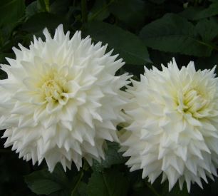 Decorative Dahlia Anne Branigan