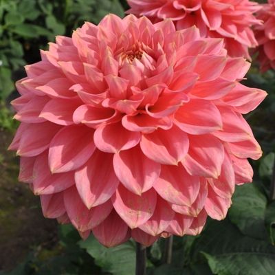 Decorative Dahlia Askwith Aminah