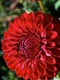 Decorative Dahlia Ballyhomra Ruby