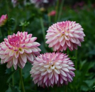 Waterlily Dahlia Claire Louise Kitchener