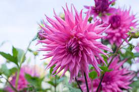 Semi-Cactus Dahlia D.D. Rox