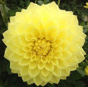 Decorative Dahlia Darraghs Delight