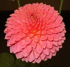 Decorative Dahlia Joan Walker