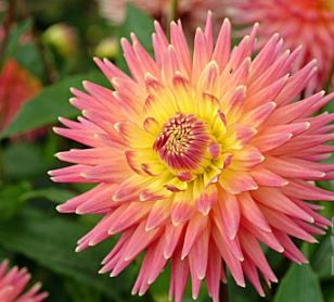 Semi-Cactus Dahlia Kelsea Carla