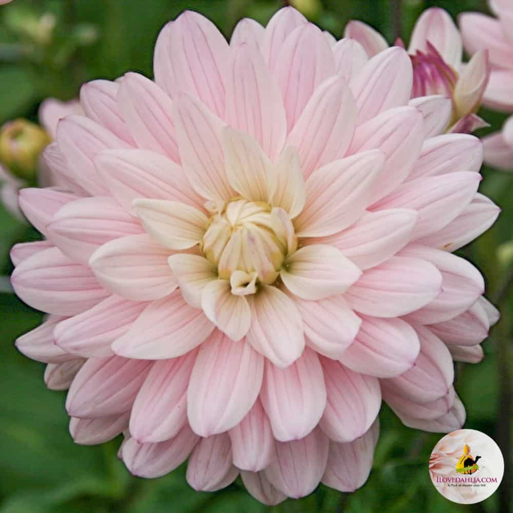Decorative Waterlily Dahlia Lady Kate