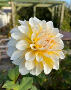 Miniature Collerette Dahlia Larraine Claire Hollows