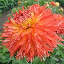 Fimbriated-Laciniated, Semi-Cactus Dahlia Le Feu du Soleil