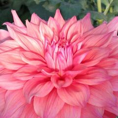 Informal Decorative Dahlia, Dinner Plate Dahlia 'Leycett'
